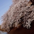 sakura_20250409-01.jpg