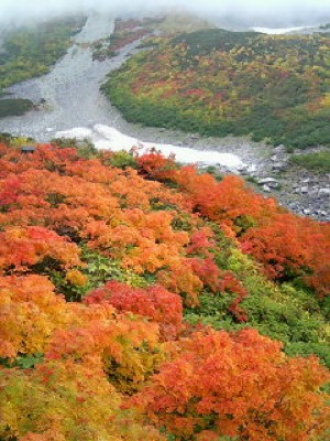 自慢181　涸沢の紅葉　masa