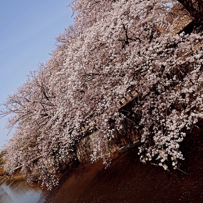 sakura_20250409-01.jpg